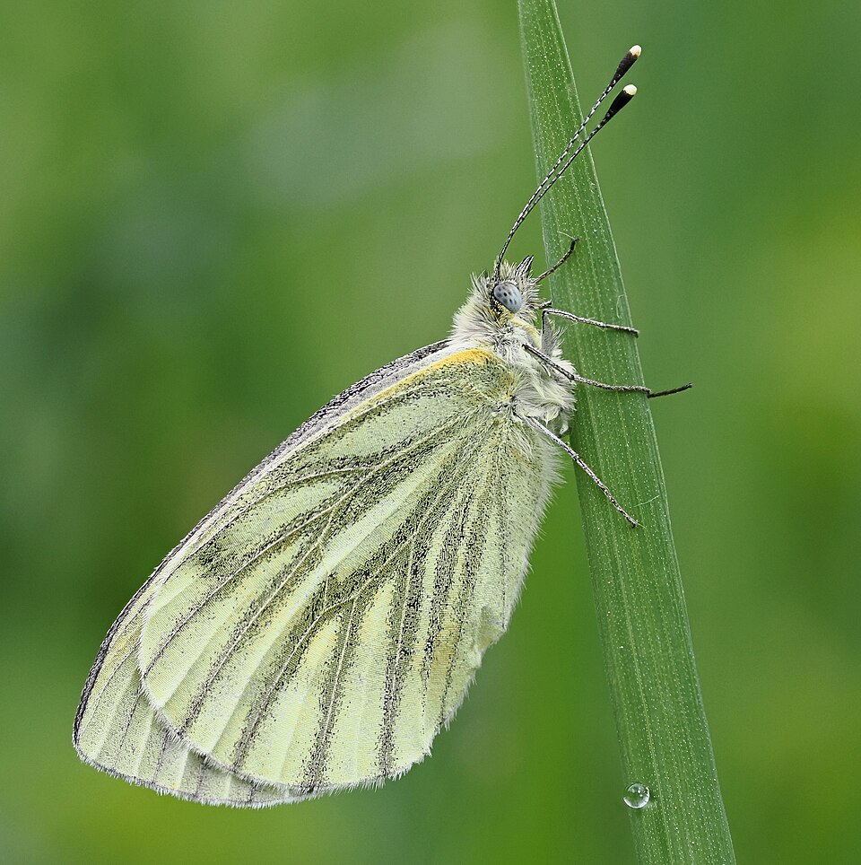 Bielinek bytomkowiec