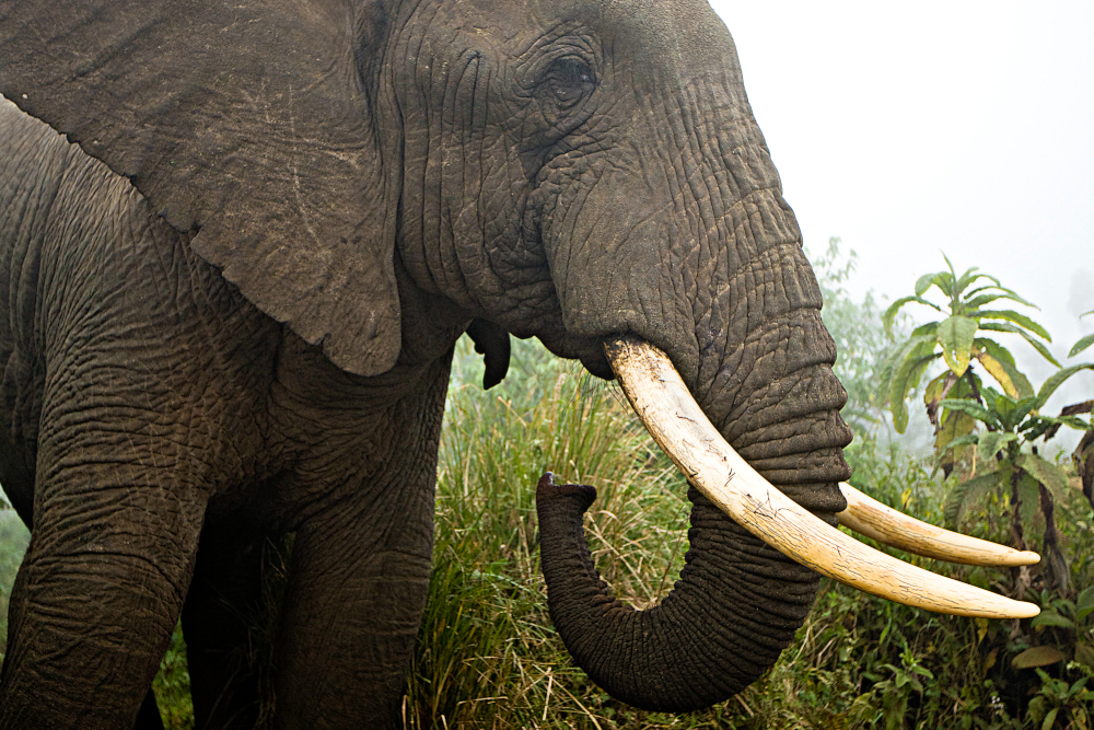 Kły są przekleństwem afrykańskich słoni