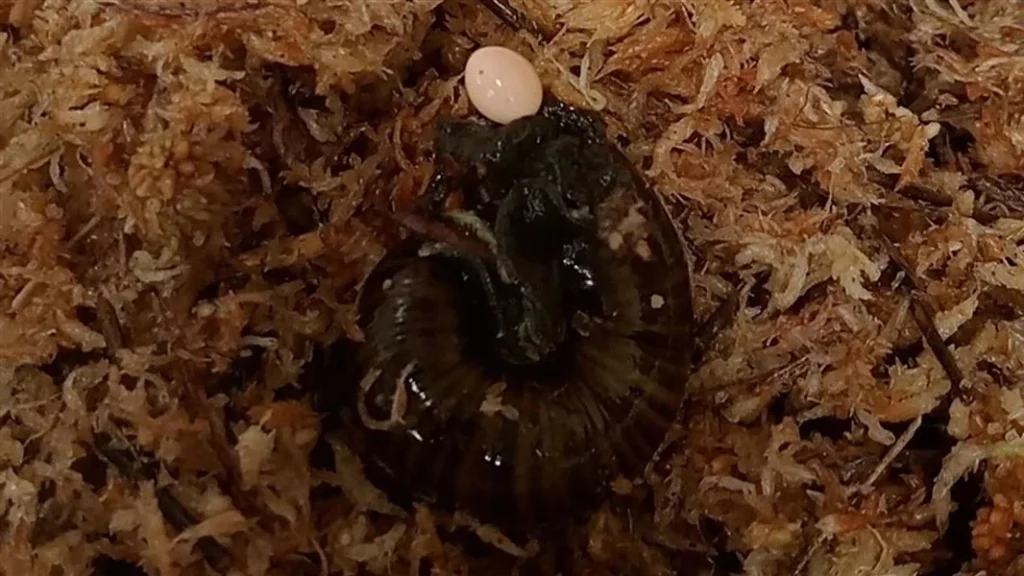 Ślimak podczas składania jaja