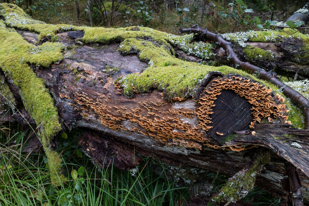 grzyby zjadające drzewo