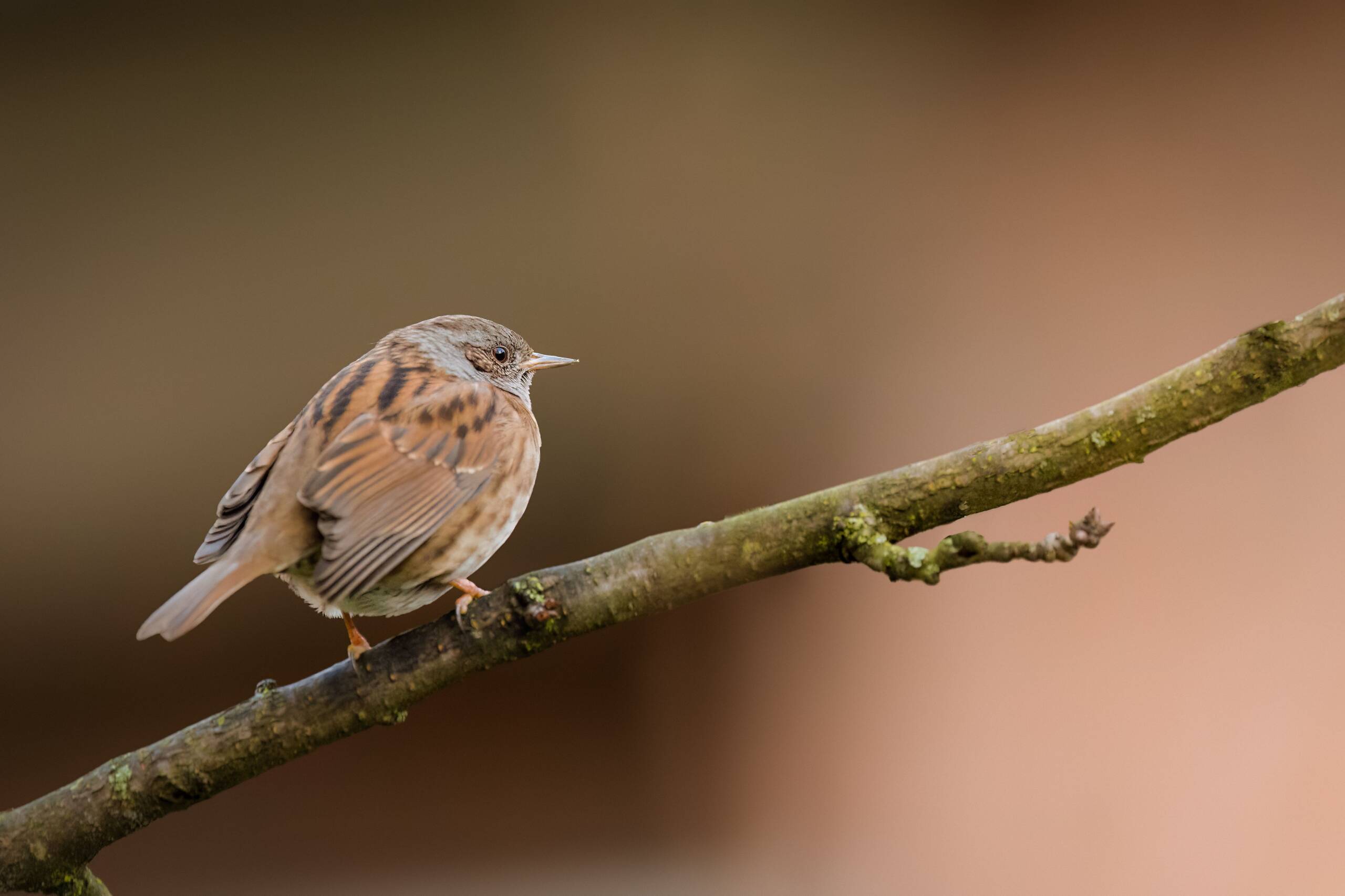 Płochacz pokrzywnica (Prunella modularis)