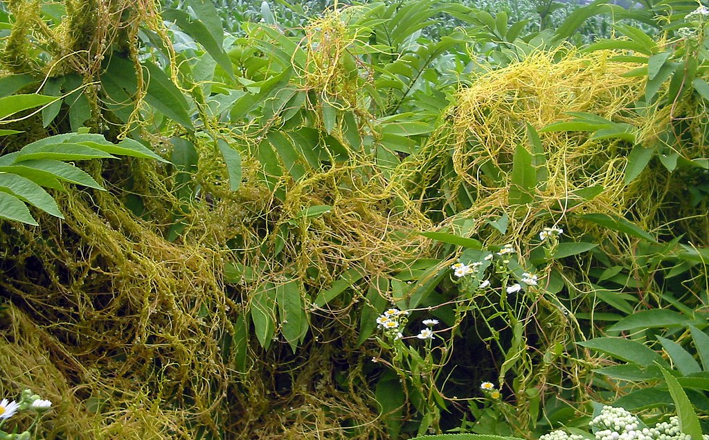 Kanianka pospolita pasożytująca na czarnym bzie