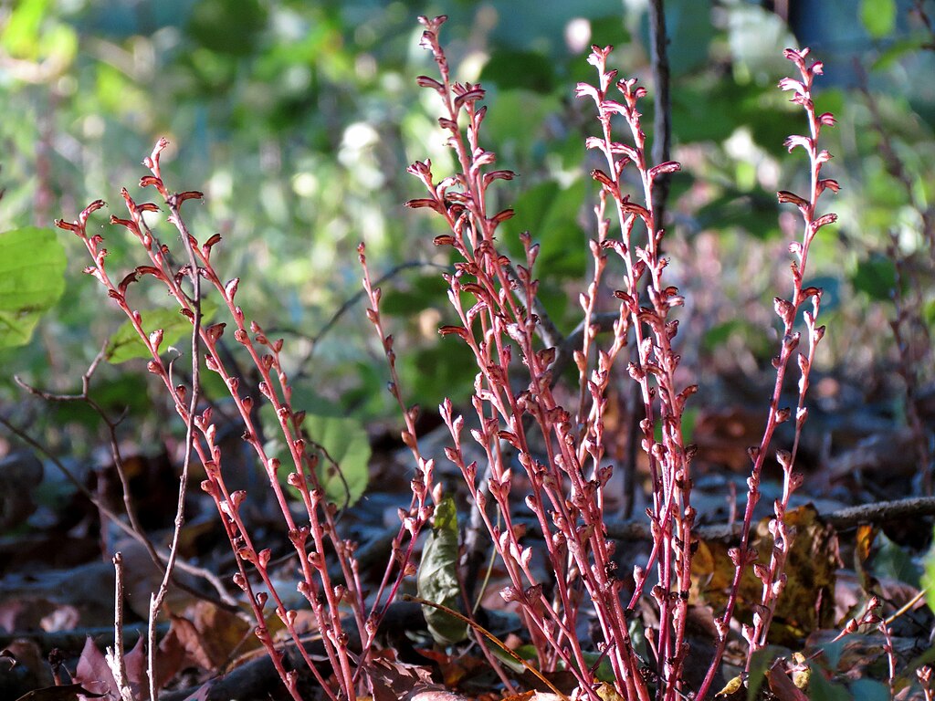 Brązowe pędy Epifagus virginiana