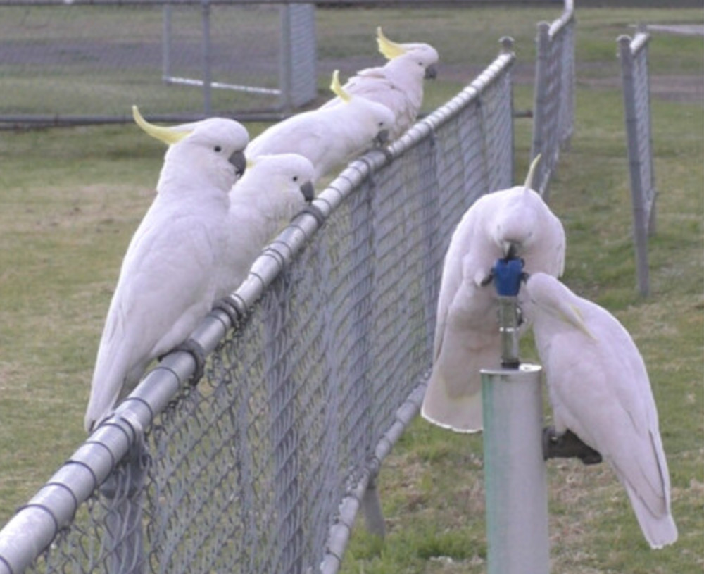 kakadu żółtoczube