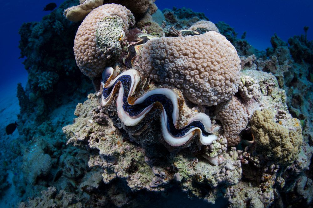 Olbrzymie małże przytwierdzone są do koralowców