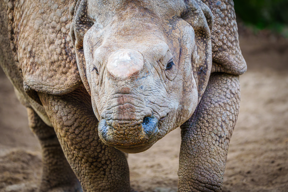Nosorożce tracą rogi, by nie tracić życia – badania nie pozostawiają wątpliwości