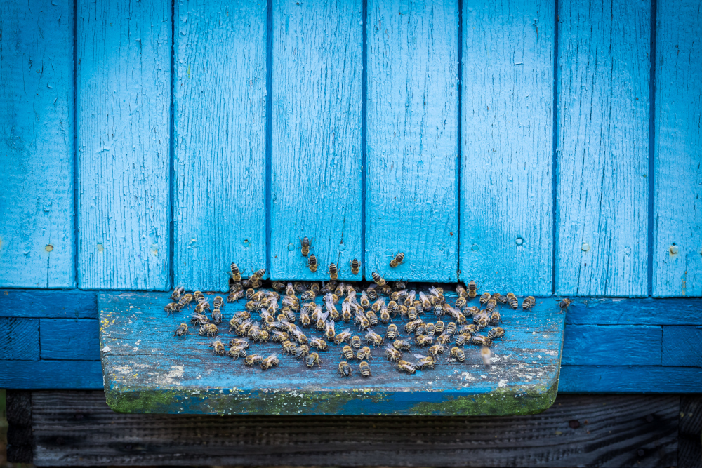 Ruszył sezon pszczelarski