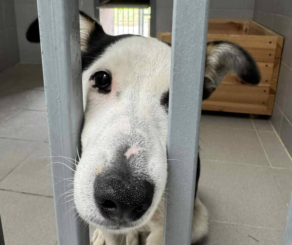 Więcej zwierząt przed wakacjami trafia do schronisk