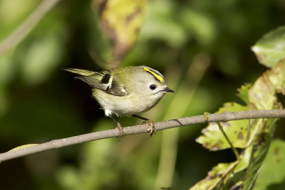 Mysikrólik (zwyczajny) (Regulus regulus)