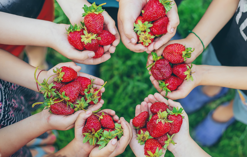 Szypułki truskawek pełne wartości odżywczych?