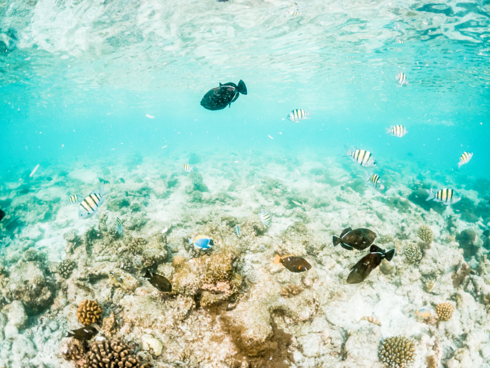 Jak walczyć z zakwaszaniem oceanów