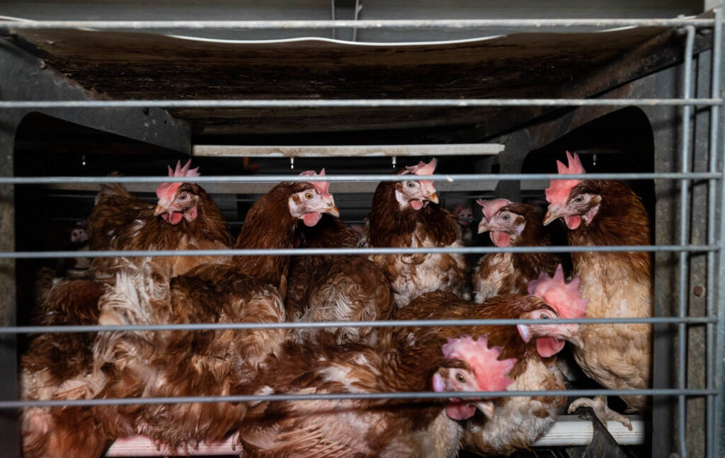 Słowenia zakazuje chowu klatkowego kur od 2029 roku. To kolejny kraj w Europie, który mówi „nie” trójkom. Sprawdź, jak wygląda sytuacja w Polsce.