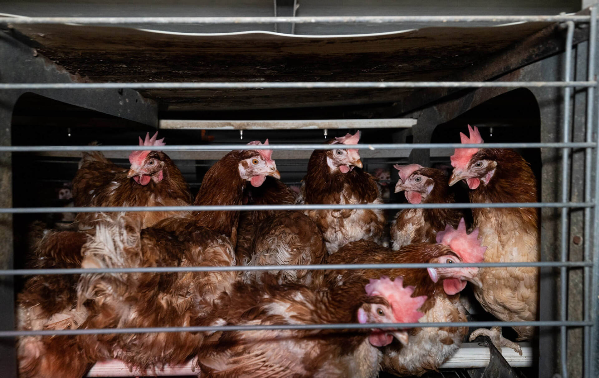 Słowenia zakazuje chowu klatkowego kur od 2029 roku. To kolejny kraj w Europie, który mówi „nie” trójkom. Sprawdź, jak wygląda sytuacja w Polsce.