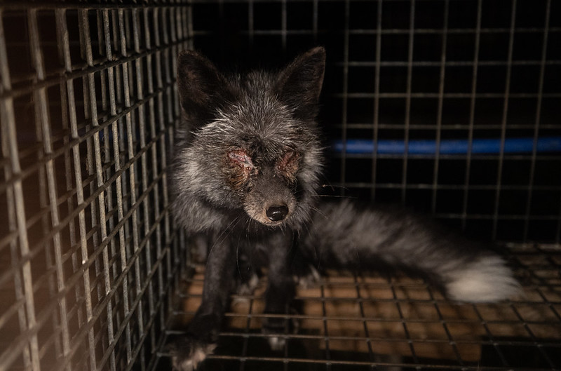 Hodowla zwierząt na futra - dlaczego warto to zakończyć? 