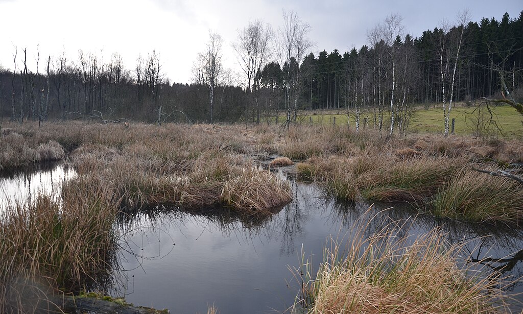 Tama spowalnia nurt, podnosi poziom wody i poszerza teren zalany.