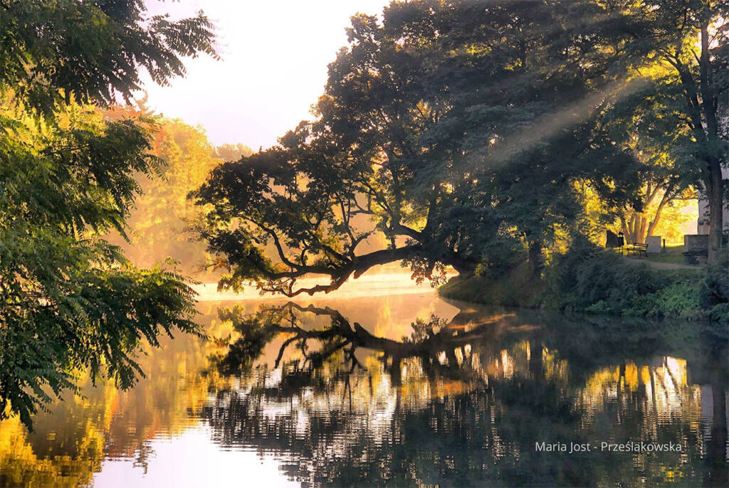 Drzewo Roku 2025 - Krzywe Drzewo w Szydłowcu