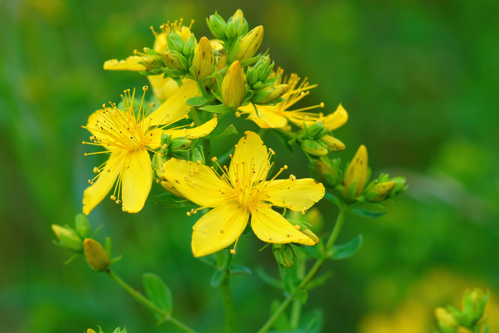 Kiedy zbierać kwiat dziurawca?