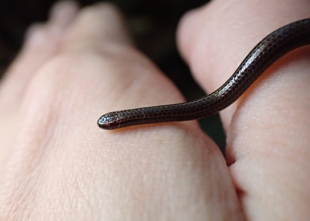 Wąż nitkowaty z Barbadosu, gatunek utracony przez naukę został ponownie odkryty podczas badań ekologicznych w marcu.