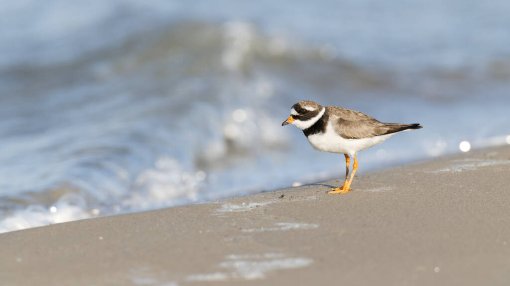 Sieweczka obrożna to ptak wielkości szpaka, którego w szacie godowej najłatwiej rozpoznać po pomarańczowych nogach, pomarańczowym dziobie z czarnym końcem