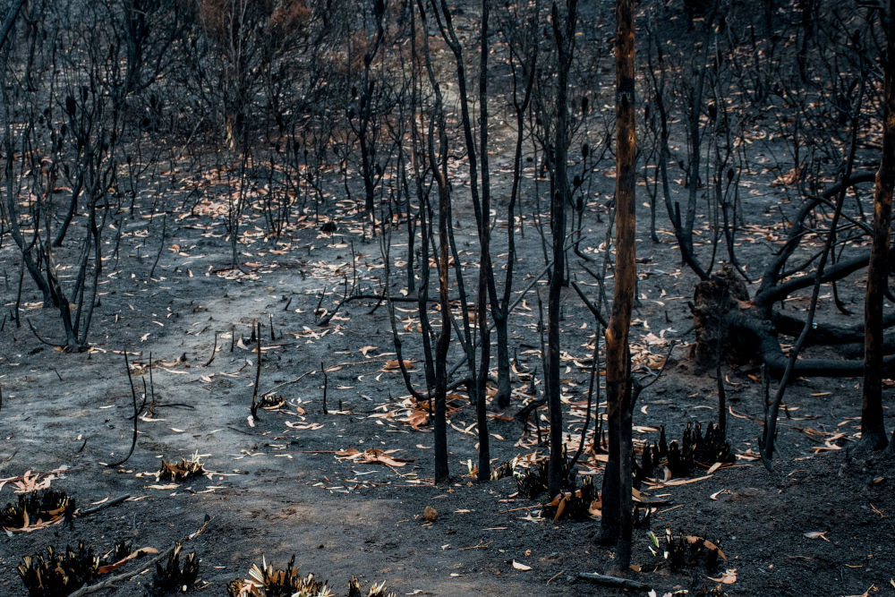 Las po przejściu pożaru