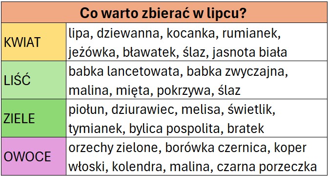 Tabela przedstawiająca zioła, które zbiera się w lipcu
