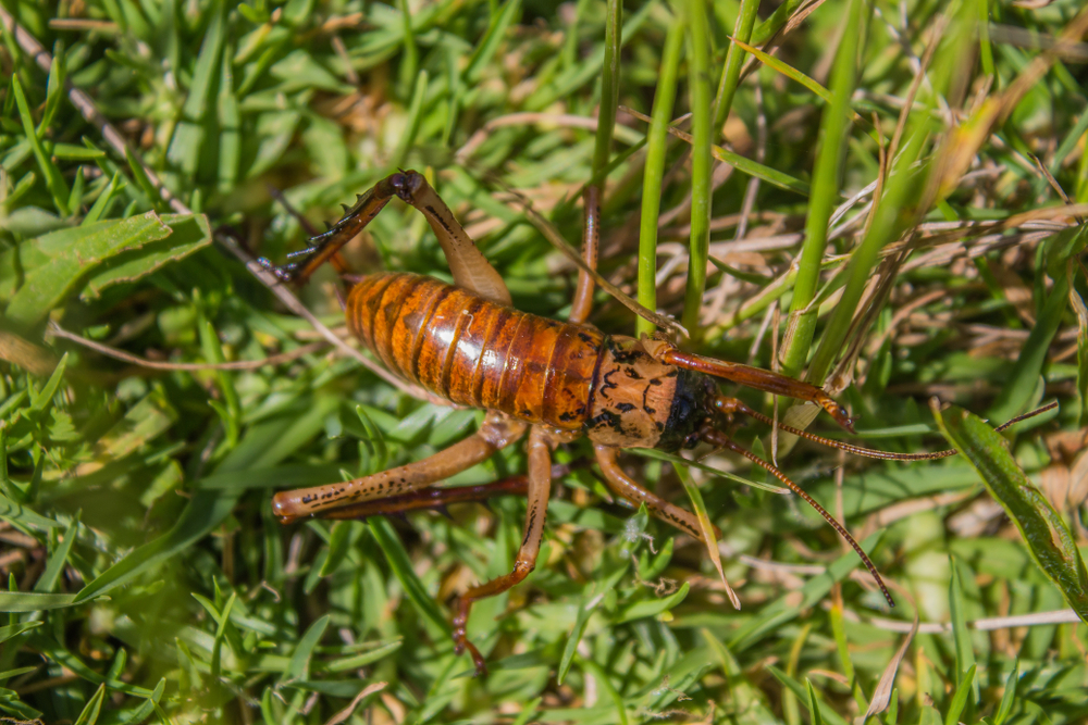 Weta olbrzymia