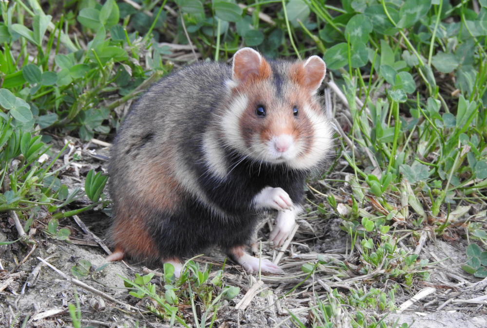 Chomik europejski – zagrożony gatunek w Polsce