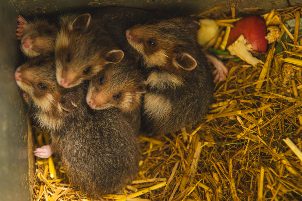 We wrocławskim ZOO przyszło na świat pięć chomików europejskich – gatunku krytycznie zagrożonego wyginięciem w Polsce.