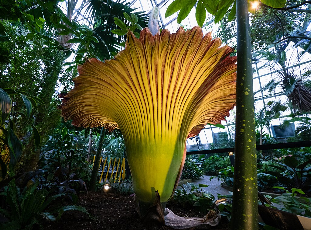 Dziwidło olbrzymie (Amorphophallus Titanum) w pełnym rozkwicie
