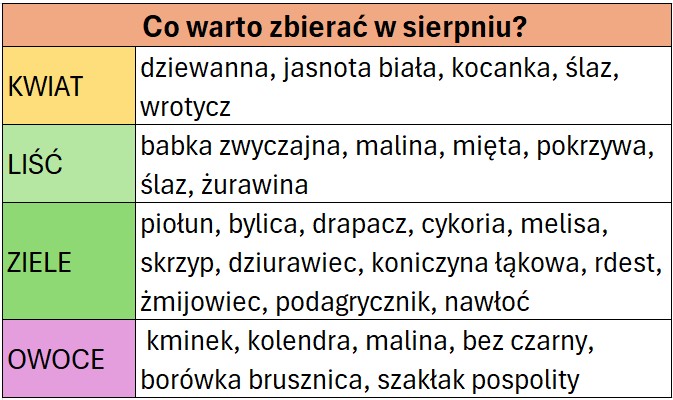 zioła, które można zbierać w sierpniu