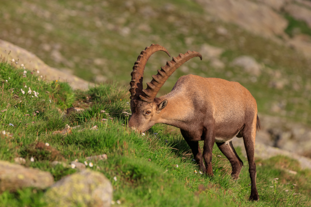Koziorożec we francuskich Alpach