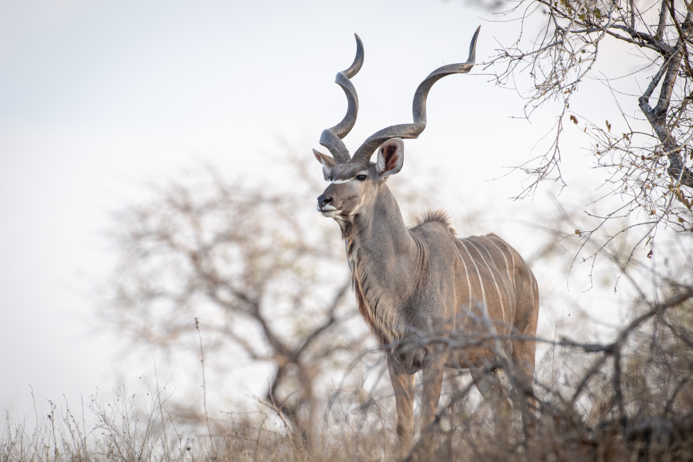 Samiec kudu wielkiego
