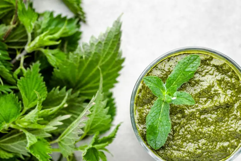 Jak zrobić pesto z pokrzywy