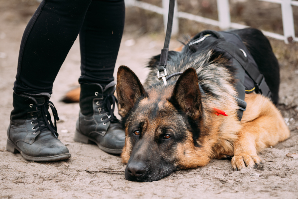 Nie porzucaj przez wakacje