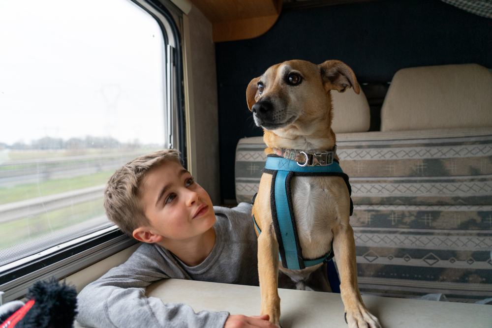 Ile zwierząt podróżuje pociągami PKP Intercity?