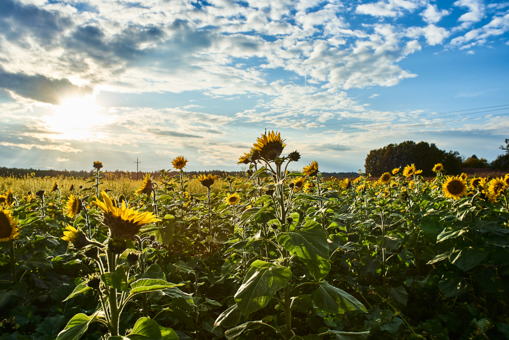 Na zdjęciu widzimy pochmurne niebo – jutro temperatura może osiągnąć 25°C.