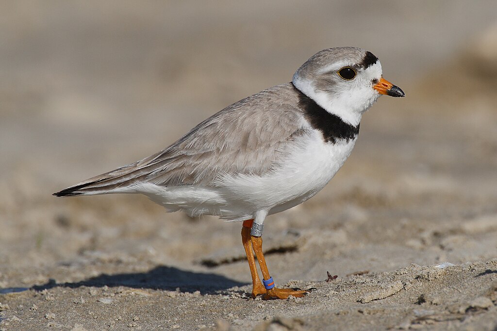 Sieweczka blada (Charadrius melodus) podczas żerowania na piasku