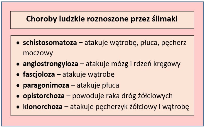 choroby roznoszone przez ślimaki