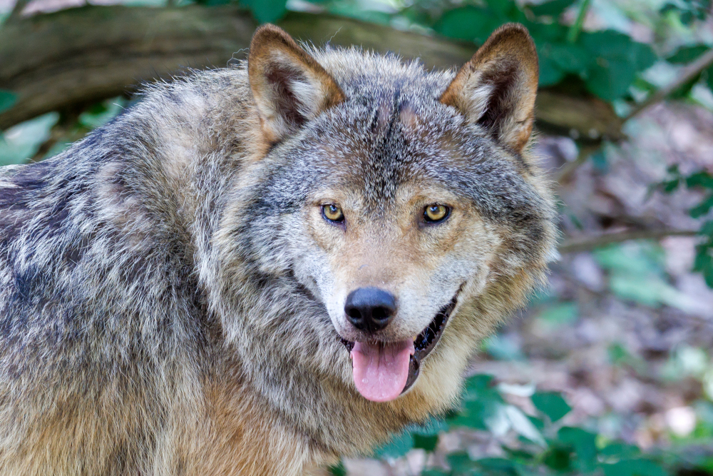 Wilk to szczytowy drapieżnik kontrolujący populację jeleni