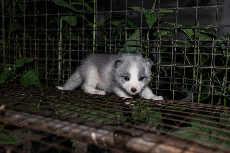 Polskie fermy futrzarskie (2025). Fot. Andrew Skowron