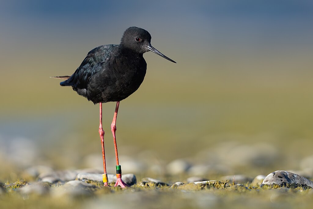 Szczudłak czarny (Himantopus novaezelandiae)