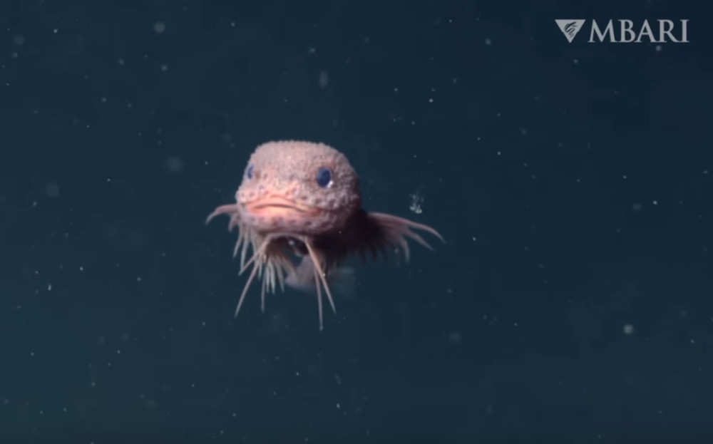 Careproctus colliculi w naturalnym środowisku (MBARI/Youtube)