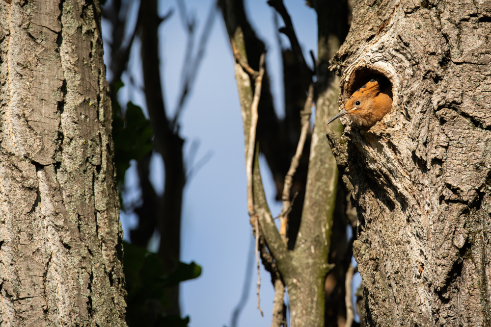 Dudek w Polsce lęgnie się w naturalnych dziuplach starych drzew