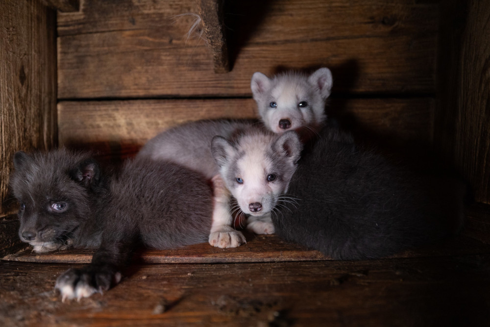 Polskie fermy futrzarskie (2025). Fot. Andrew Skowron