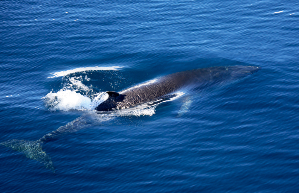 Ze statkami rybackimi na Antarktydzie rywalizują również wieloryby