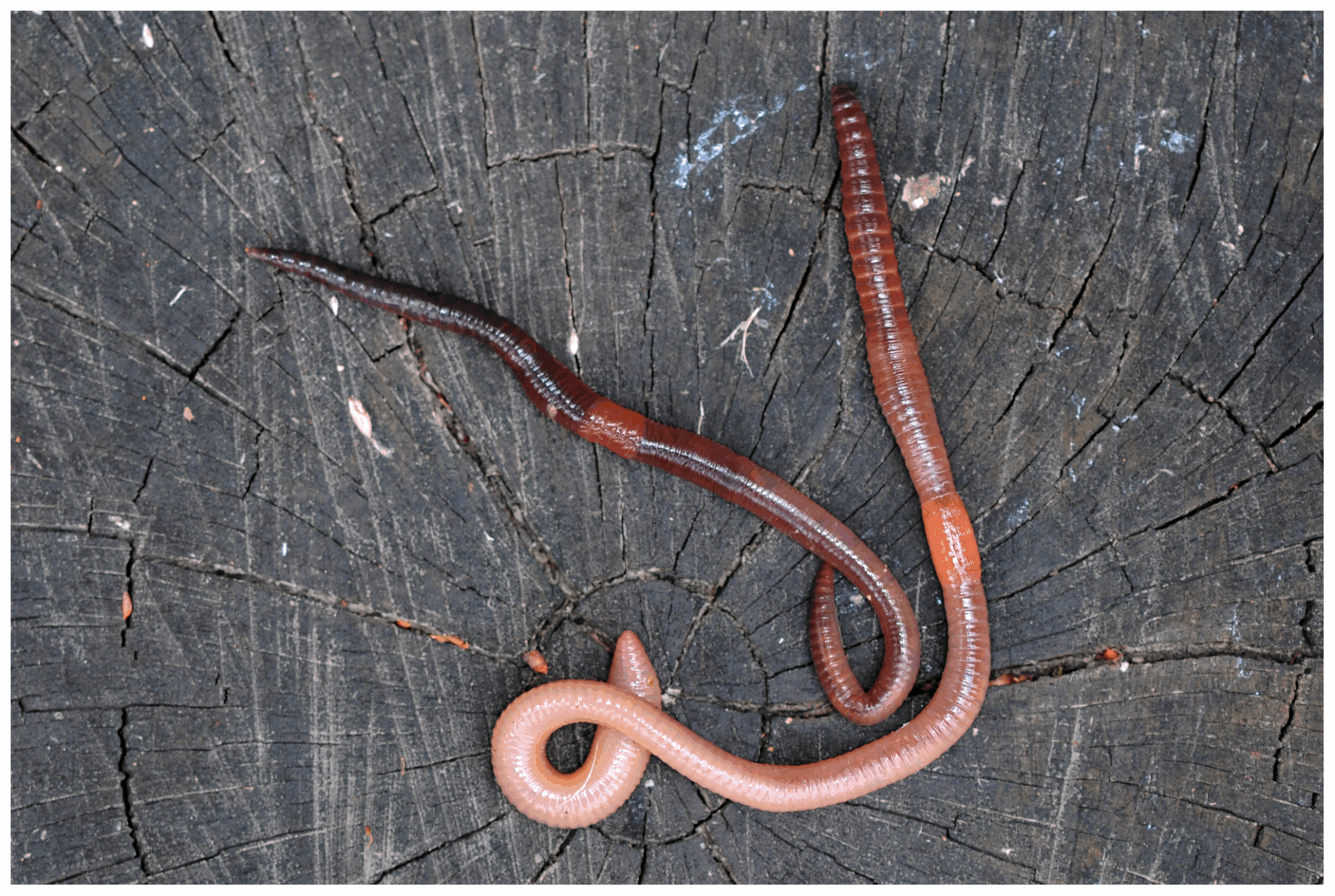 Dżdżownice w glebie – naturalni inżynierowie gleby wspomagają oczyszczanie terenów skażonych ropą naftową i poprawę struktury gleby