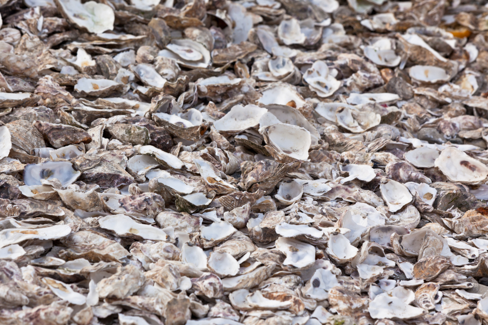 Muszle ostryg jako odpadki