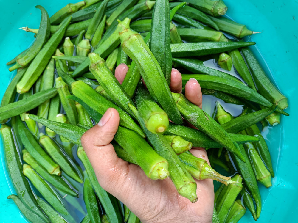 Rośliny kontra mikroplastik. Okra i kozieradka mogą zrewolucjonizować oczyszczanie wody