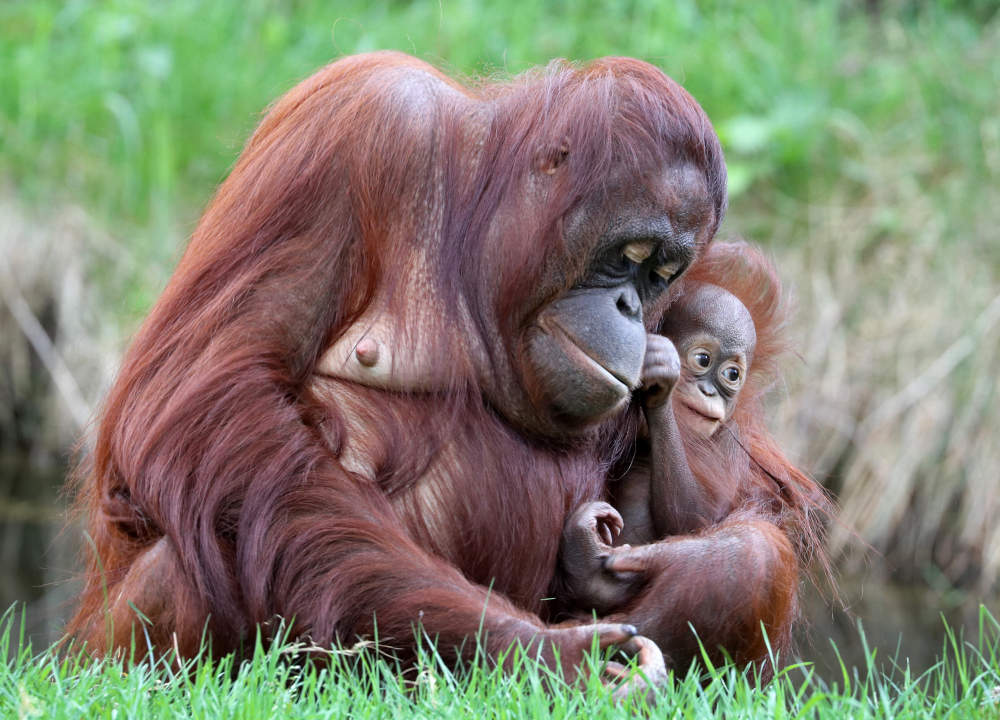 Matka orangutan trzymająca swoje młode – symbol więzi i miłości