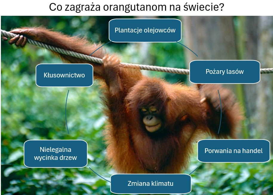 Jakie jest kluczowe zagrożenia dla orangutanów?